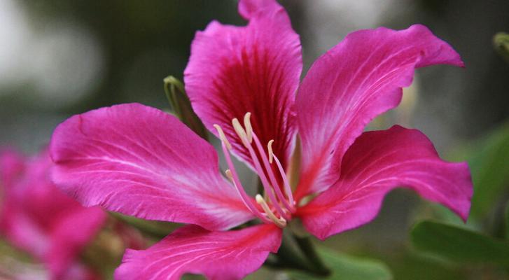 紫荆花花语代表什么？紫荆花的含义有哪些常见疑问解答？