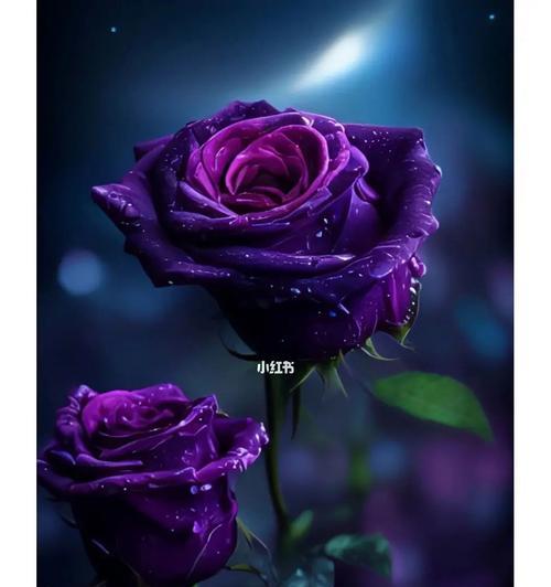 紫玫瑰花语代表什么？紫色玫瑰的含义有哪些？