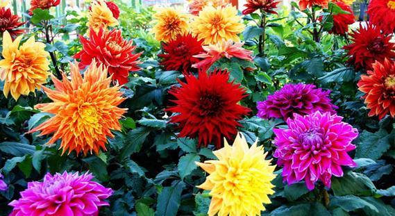 大丽花的花语是什么？如何正确解读大丽花的含义？