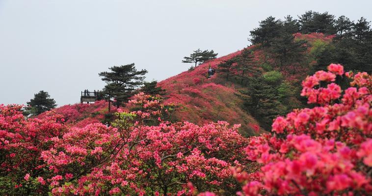杜鹃花有哪些独特特点？它们象征着什么意义？
