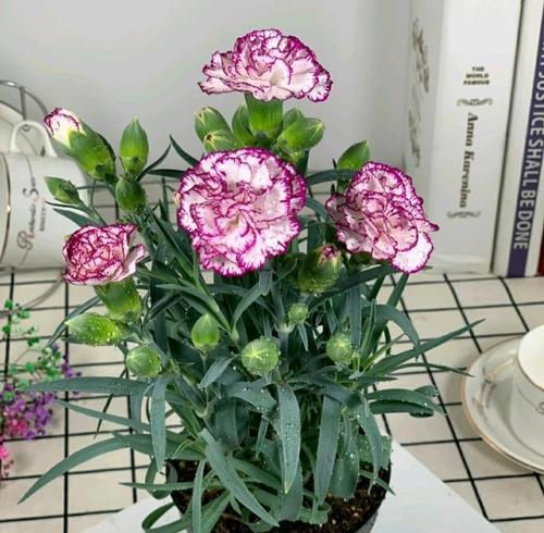 康乃馨是单性花吗？如何区分康乃馨的性别特征？