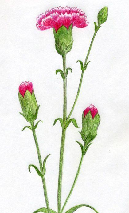 康乃馨怎么醒花？快速恢复花朵新鲜度的方法是什么？