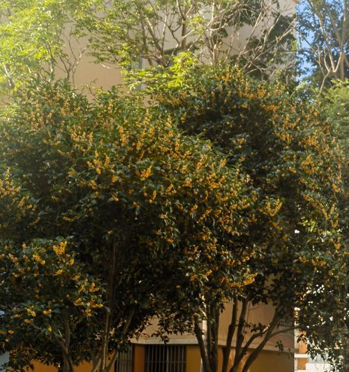 枯藤开花在文化中象征着什么？它通常用来表达什么样的情感或信息？