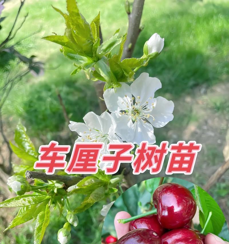 小甜樱桃树苗怎么种植方法？种植过程中需要注意什么？