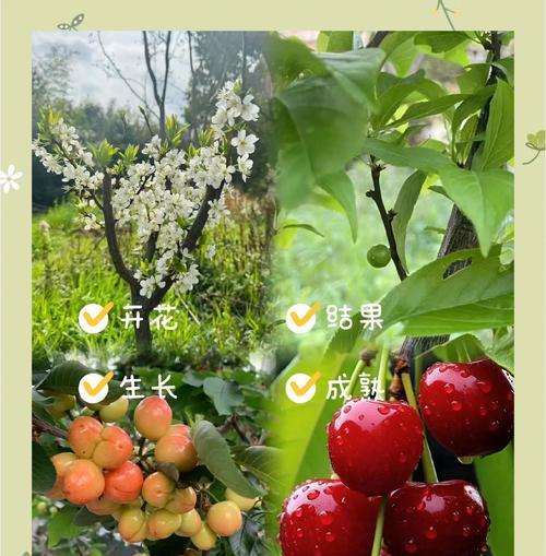 小甜樱桃树苗怎么种植方法？种植过程中需要注意什么？