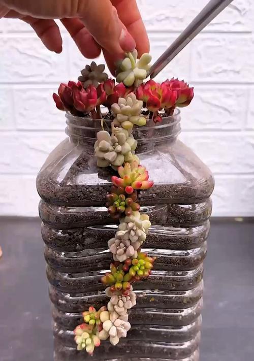 罐子里种植植物的方法是什么？有哪些注意事项？