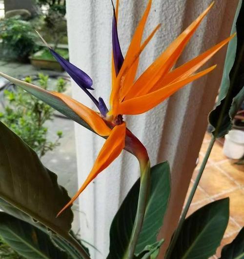 南方室内适合养哪些花卉？如何照料它们？