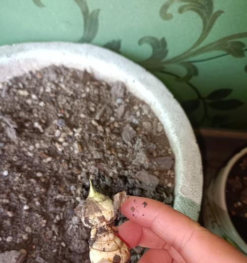 瘦土环境下哪些植物生长最佳？