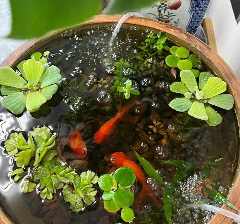 鱼池适合种植哪些花卉？种植时应注意什么？
