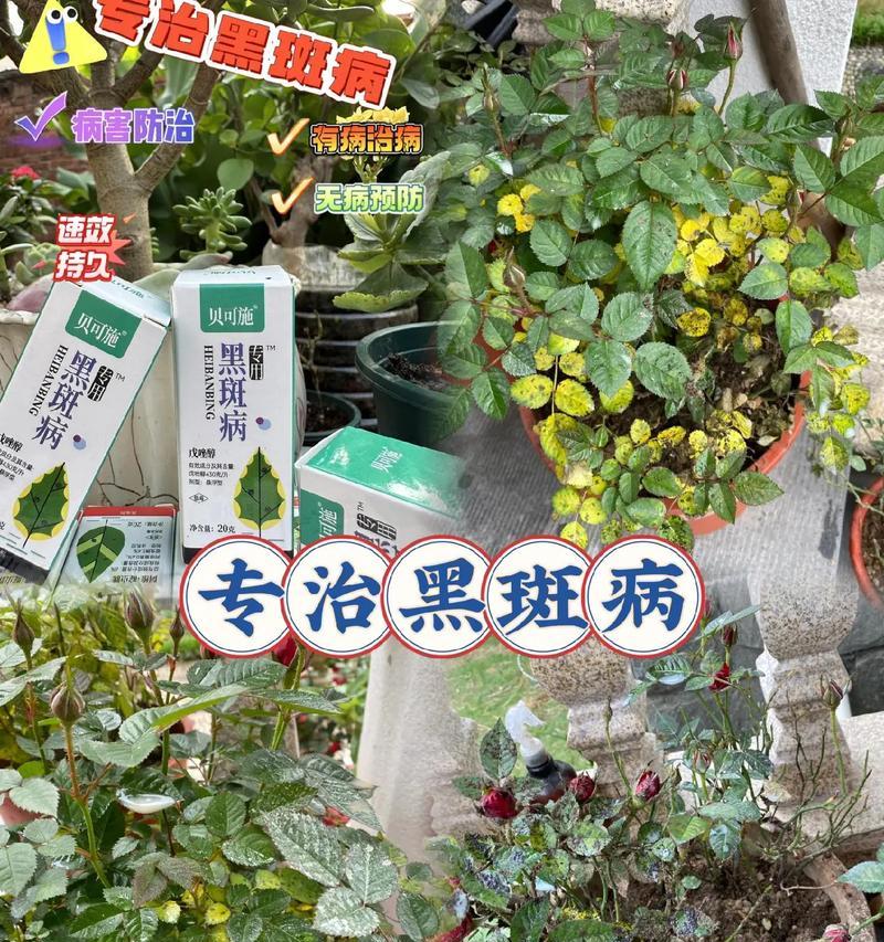 花卉真的能治病吗？哪些花卉有治疗效果？