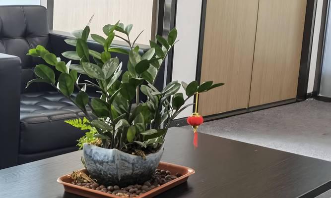 哪些植物适合办公室环境？办公室植物的养护方法有哪些？
