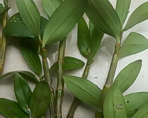 金钗盆栽的正确种植方法是什么？需要注意哪些要点？
