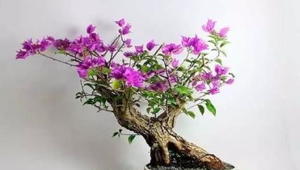 飞龙园艺盆栽怎么养护？有哪些注意事项？