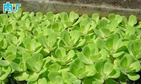 江是什么植物？它在园艺中的应用有哪些？
