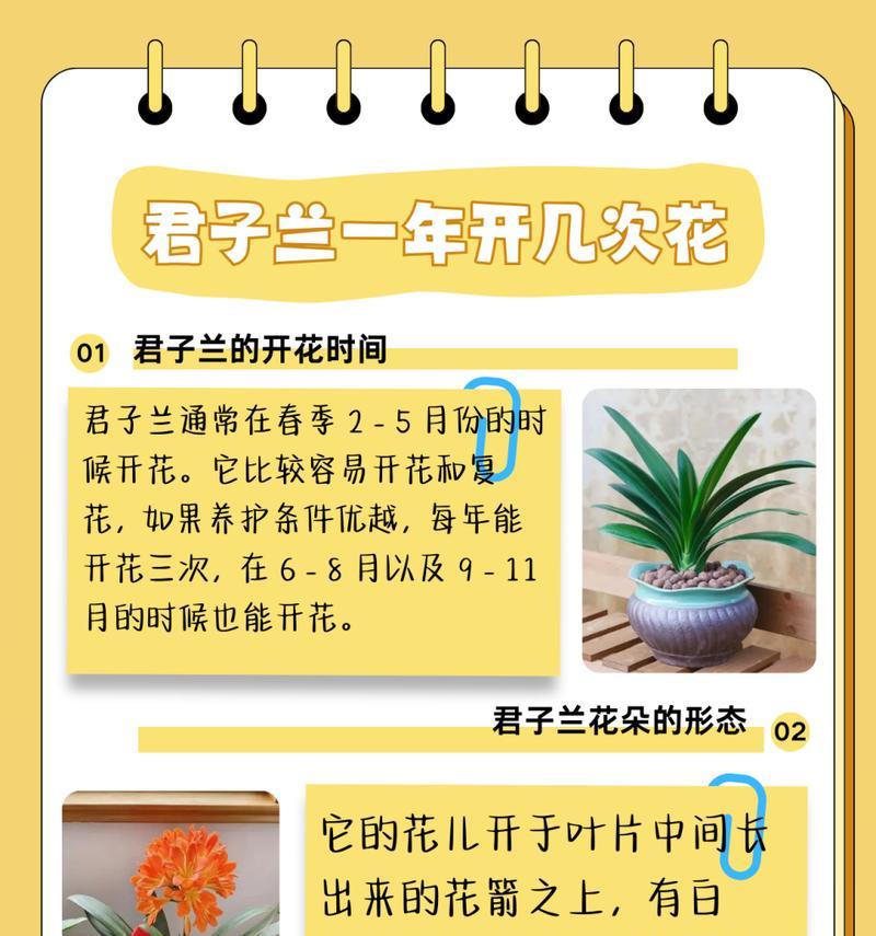 新栽培君子兰的养护与浇水技巧？