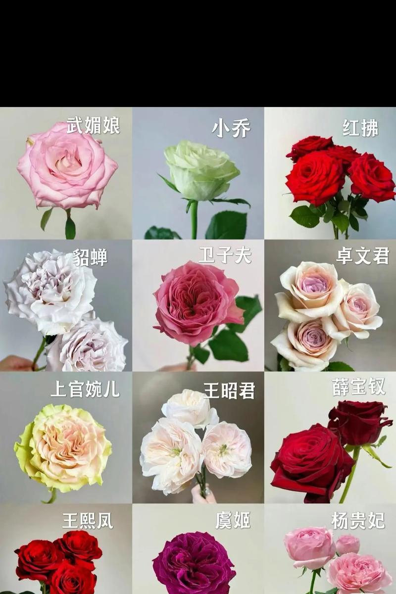 玫瑰花分批次开花的时间是多久？如何管理以延长花期？