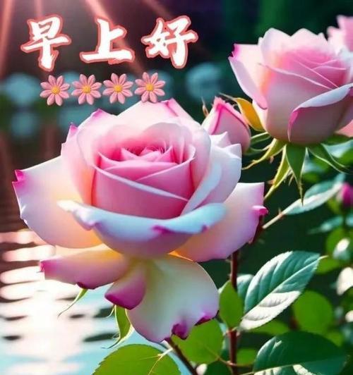 晨曦花语在网络用语中是什么意思？晨曦花语的网络含义是什么？