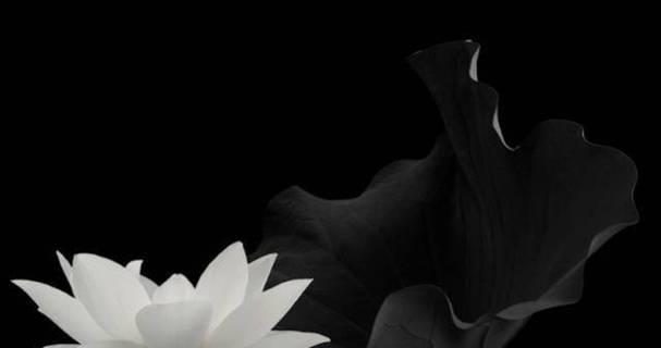 爱莲花束的花语是什么？莲花束表达了哪些爱的含义？