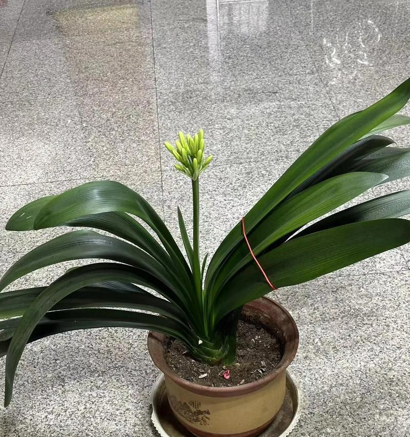 君子兰双苗盆栽好养吗？双苗君子兰的养护方法是什么？
