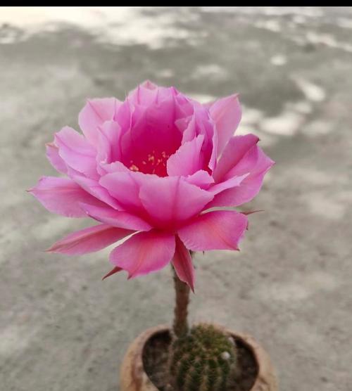 容易爆崽的仙人球品种有哪些？