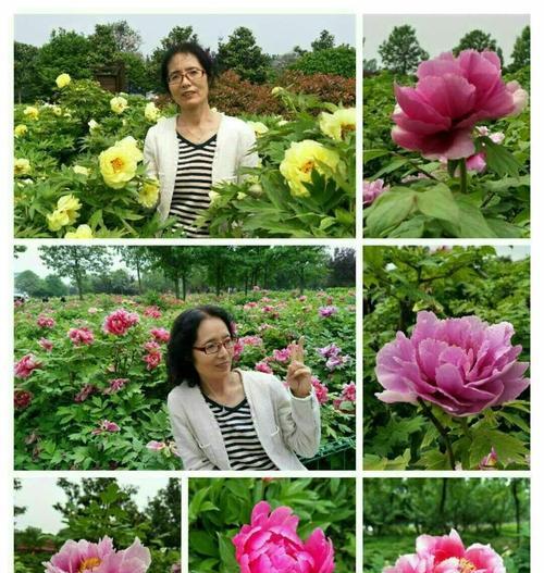 青龙珍宝牡丹花的养殖方法是什么？养殖过程中有哪些要点？