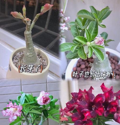 在广州如何种植玫瑰花种子？