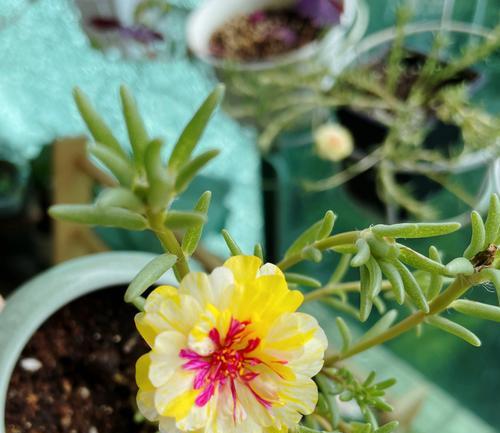 “你好阳光”花语是什么？这句花语代表什么含义？