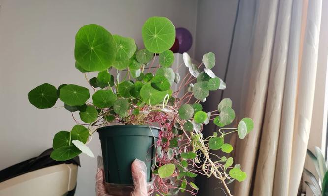带土玫瑰花在花盆中如何培养？需要哪些特别护理？