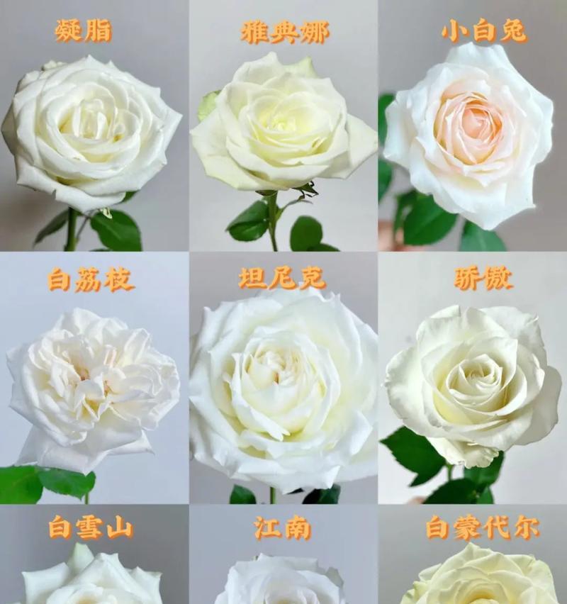 十朵粉色玫瑰的花语代表什么？