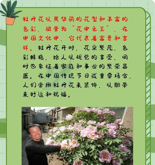 牡丹花的仙气象征着什么花语？