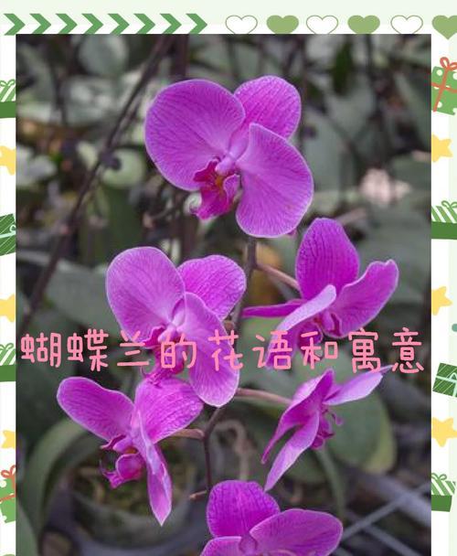 蝴蝶兰大气的花语是什么？蝴蝶兰代表了哪些美好？