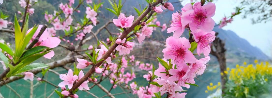 久别重逢时送什么花最合适？