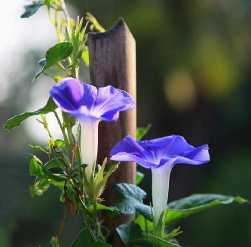 牵牛花的花语是什么？它有何特别之处？