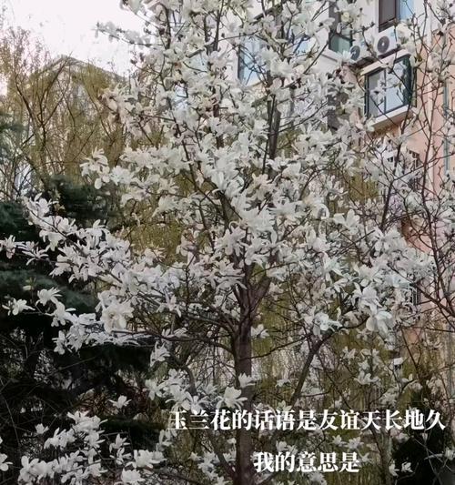 哪种花代表永久友谊？永久友谊的花语是什么？
