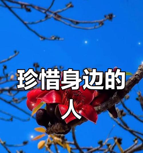 珍惜眼前人的花语是什么？