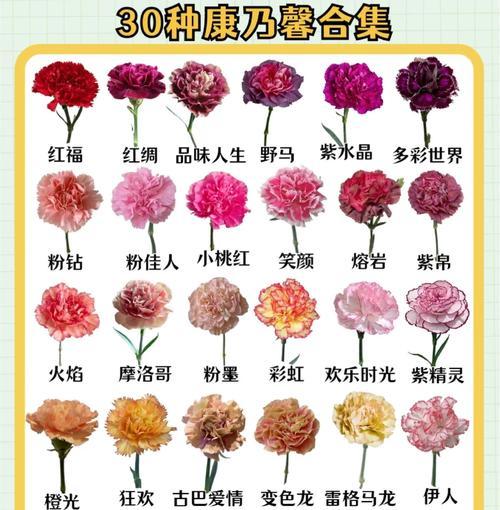 灯笼所表达的花语有何含义？