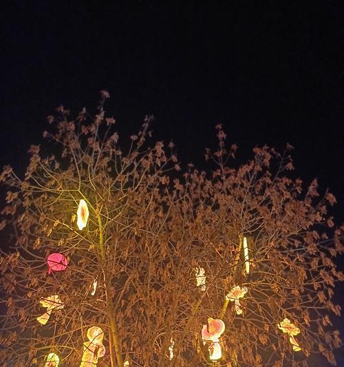 灯笼所表达的花语有何含义？