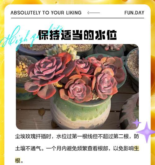 食用玫瑰花繁殖方法有哪些？