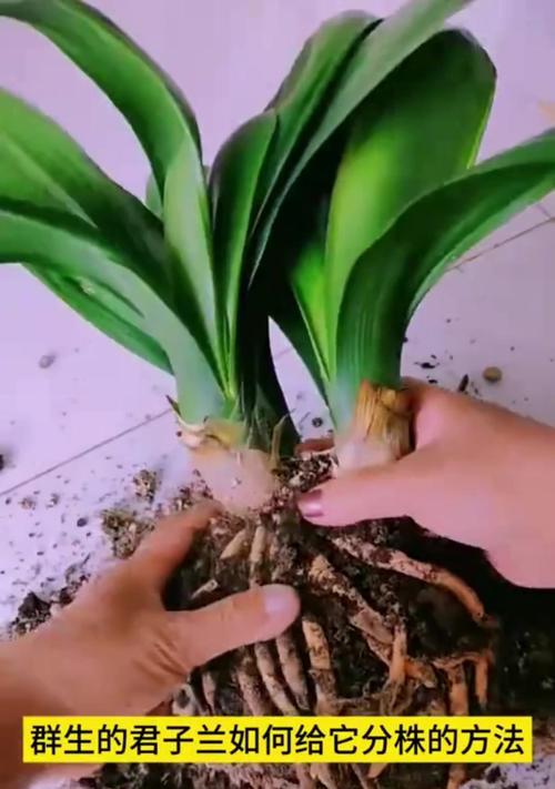 君子兰土的繁殖方法有哪些？