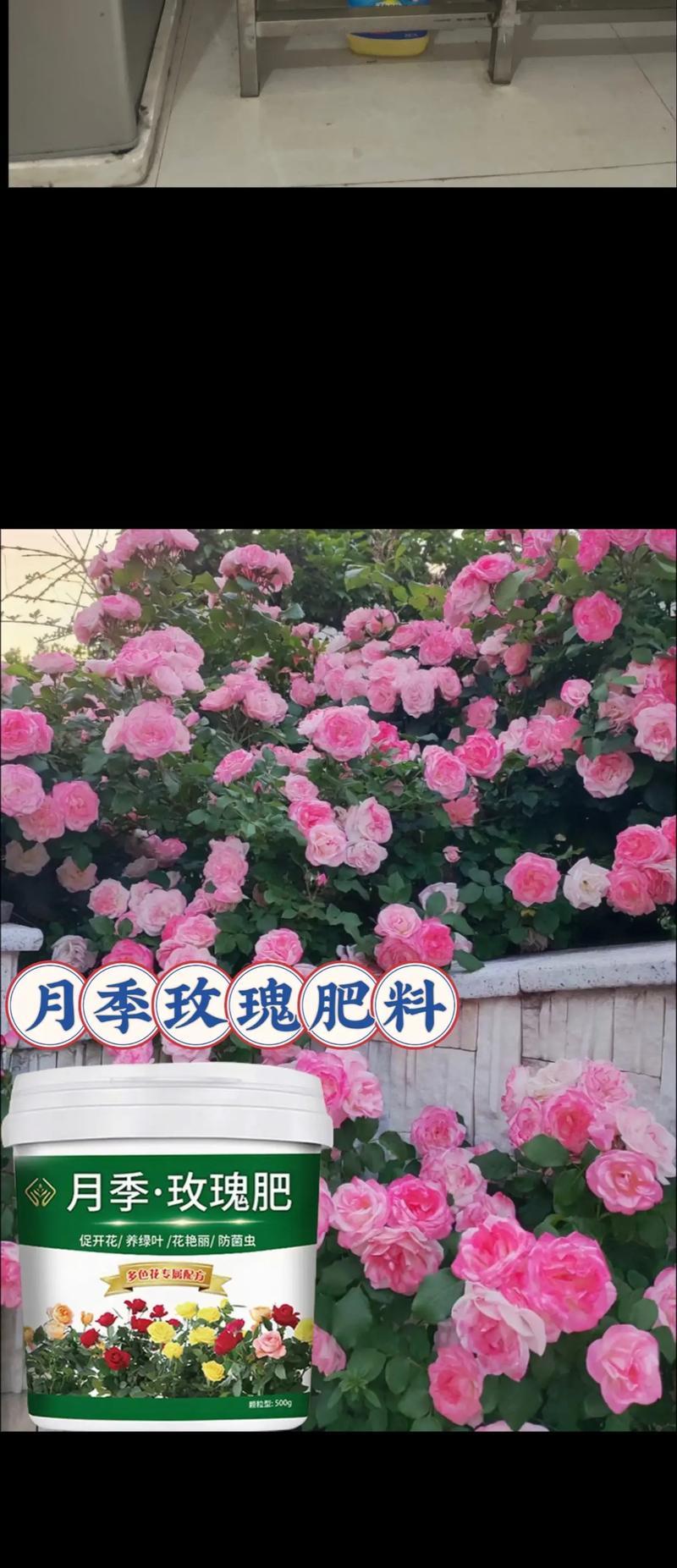 什么玫瑰花枯萎最快呢？如何延长花期？