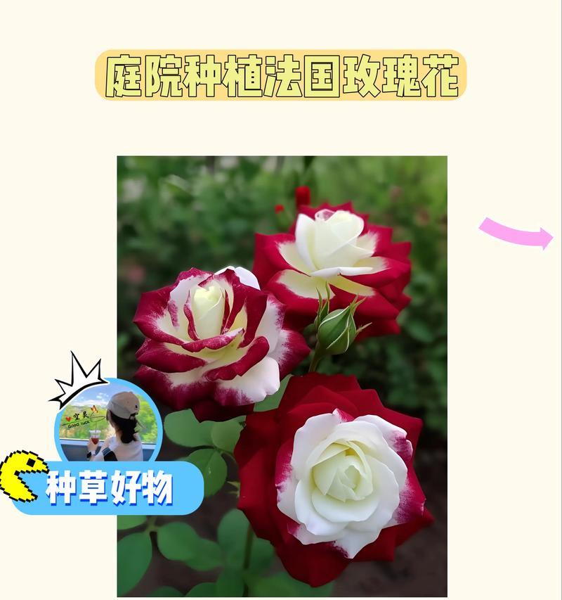 铁皮种玫瑰花的种植技巧是什么？