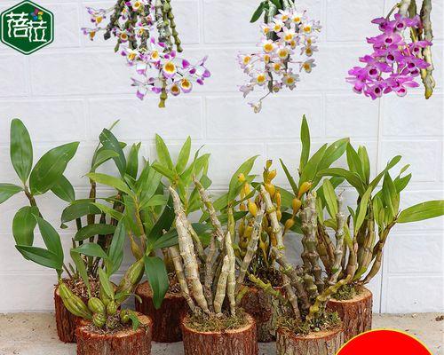 铁皮种玫瑰花的种植技巧是什么？