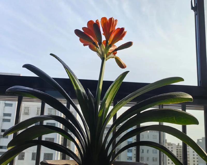 君子兰与芦荟的区分及养护方法是什么？