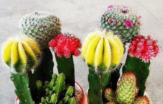 仙人掌果树苗嫁接的正确步骤是什么？嫁接后如何管理？