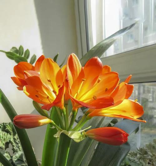 君子兰侧芽分出的最佳时机是什么时候？