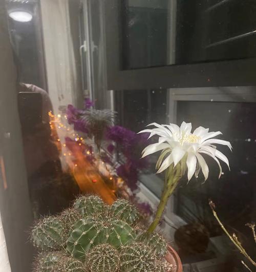 仙人球独开一支花的养殖技巧是什么？