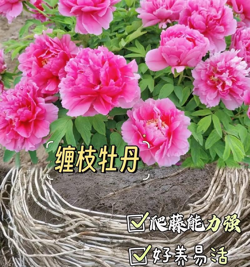 牡丹花剪枝留枝的最佳方法是什么？