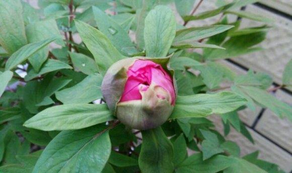 牡丹花失去光泽如何恢复？蔫了的牡丹花怎么办？