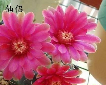 黄白色仙人球属于哪种花卉？它有什么特别的养护需求？