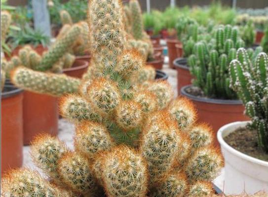 黄白色仙人球属于哪种花卉？它有什么特别的养护需求？